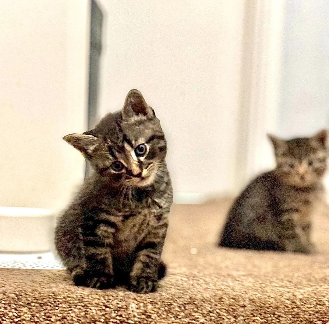 Norwegische Waldkatzen-Kätzchen zu verkaufen