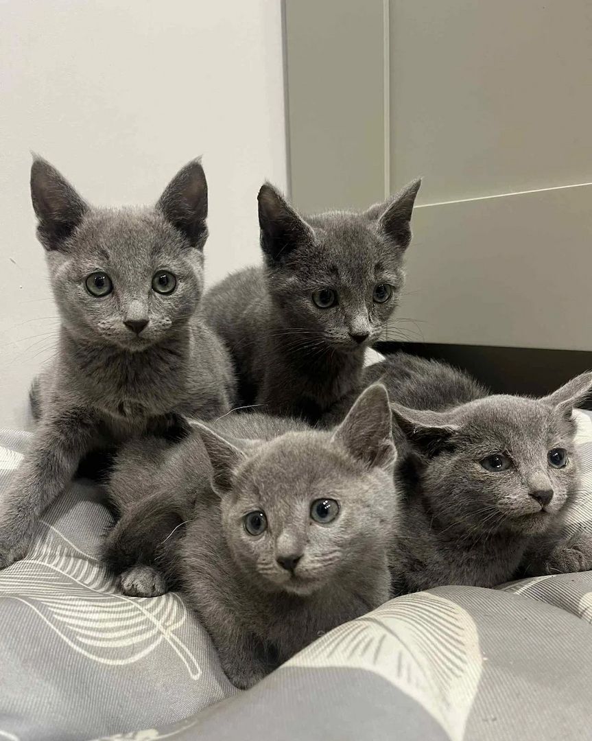 Russisch Blau Kätzchen