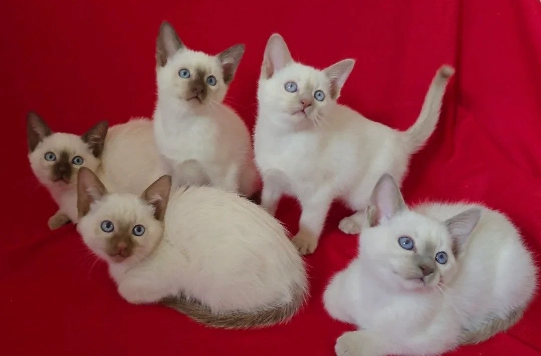 5 Siamkätzchen