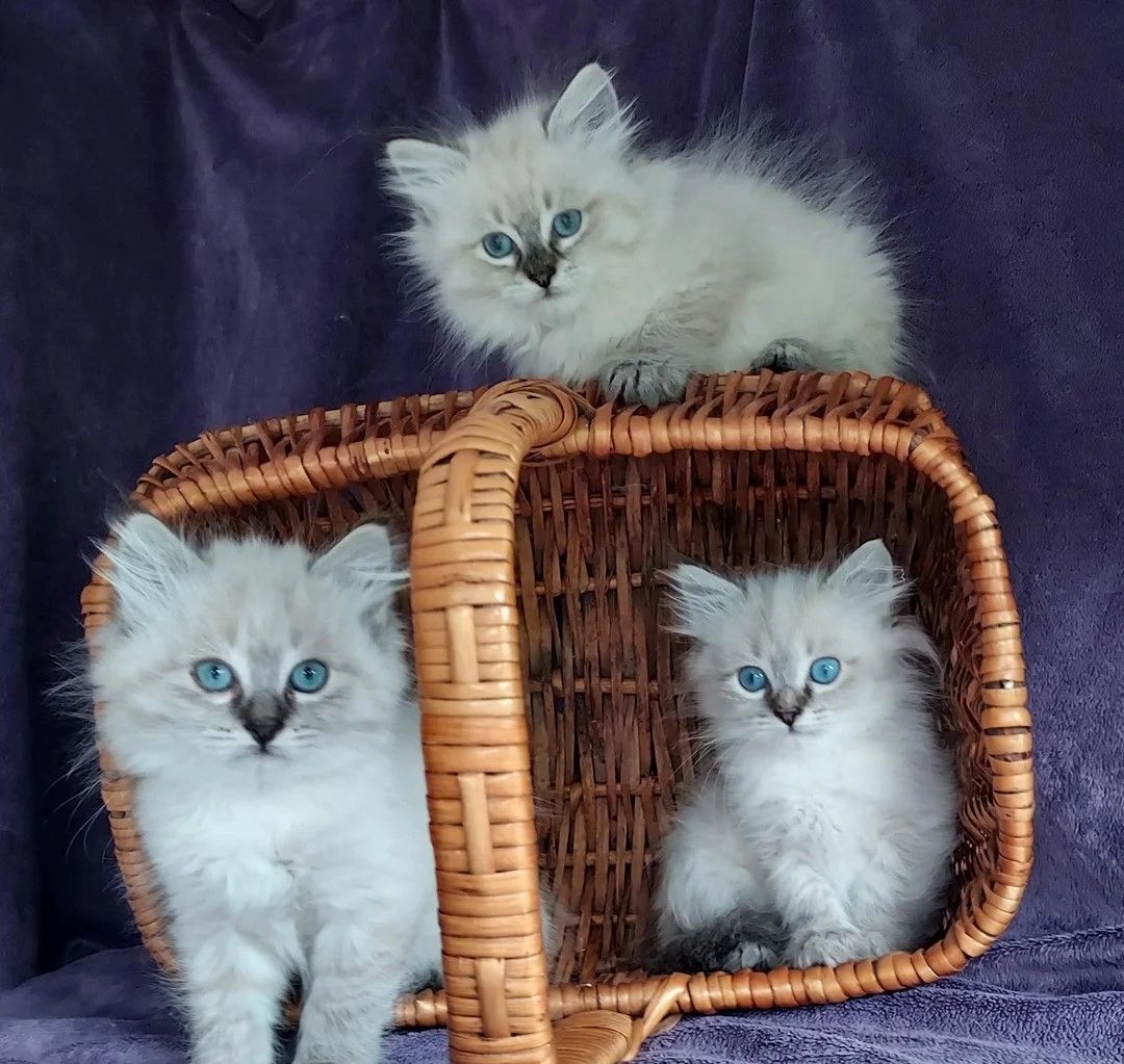 Sibirische Kätzchen zu verkaufen