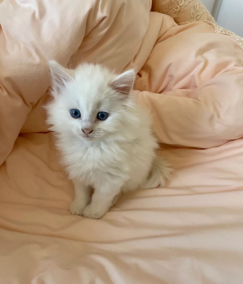 *ATEMBERAUBENDE* weiße, flauschige türkische Angorakatzen