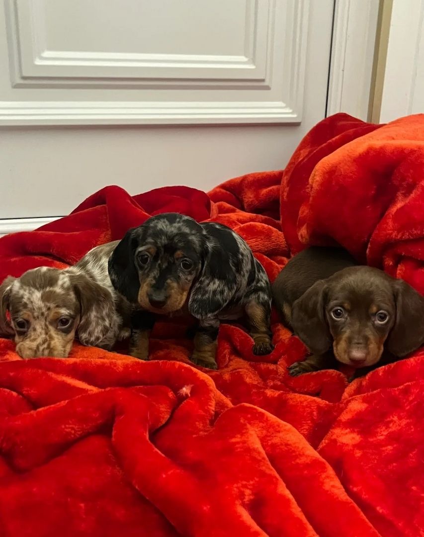 Wunderschöne Dackel abzugeben 