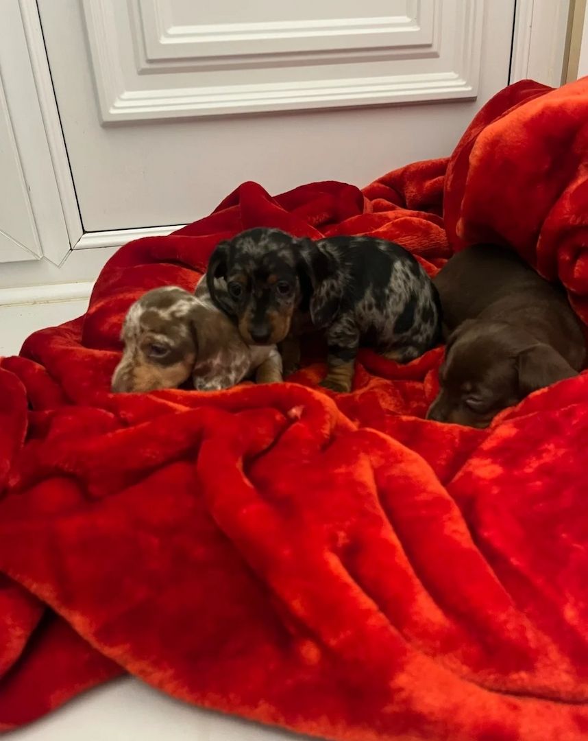 Wunderschöne Dackel abzugeben 