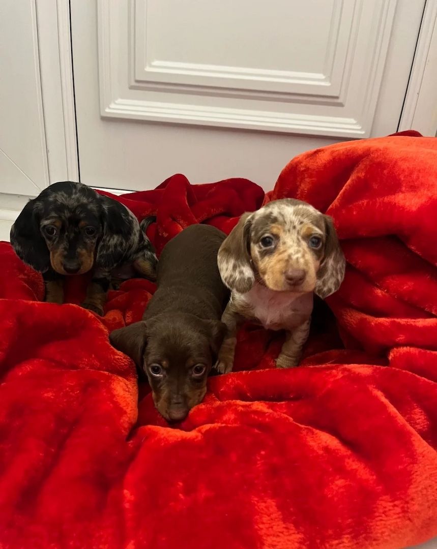 Wunderschöne Dackel abzugeben 