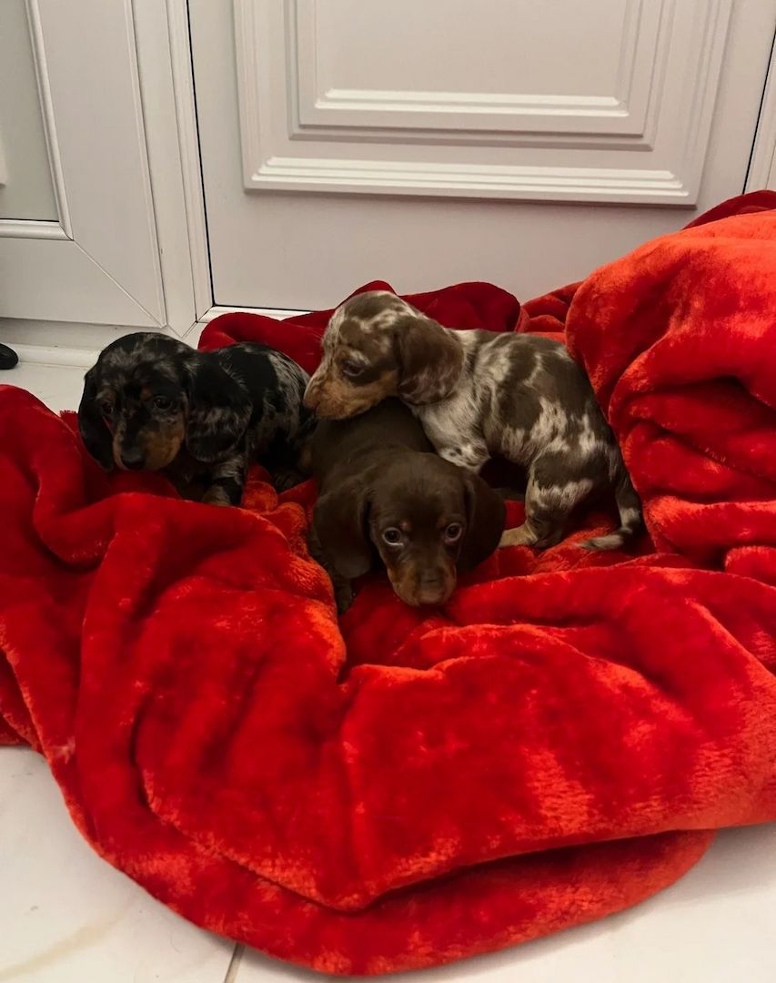 Wunderschöne Dackel abzugeben 