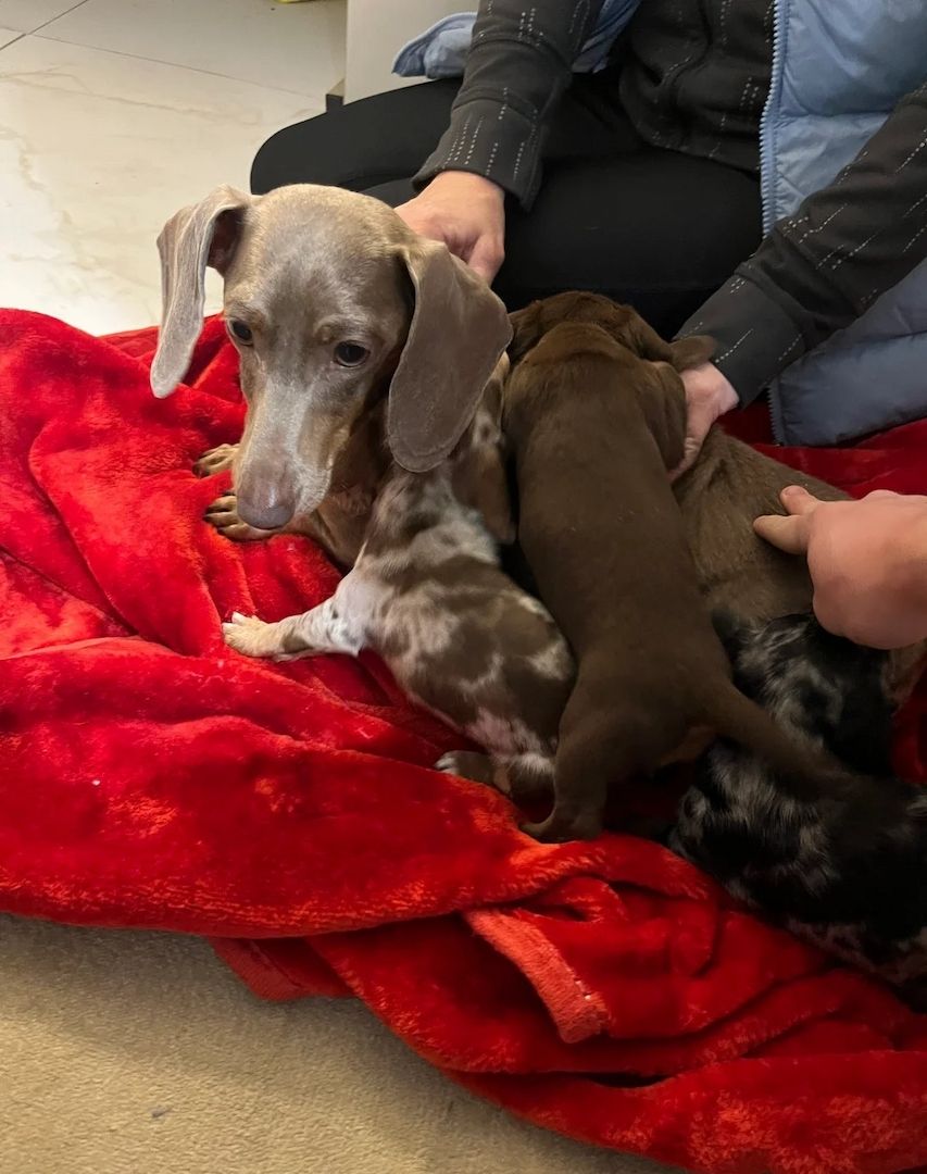 Wunderschöne Dackel abzugeben 