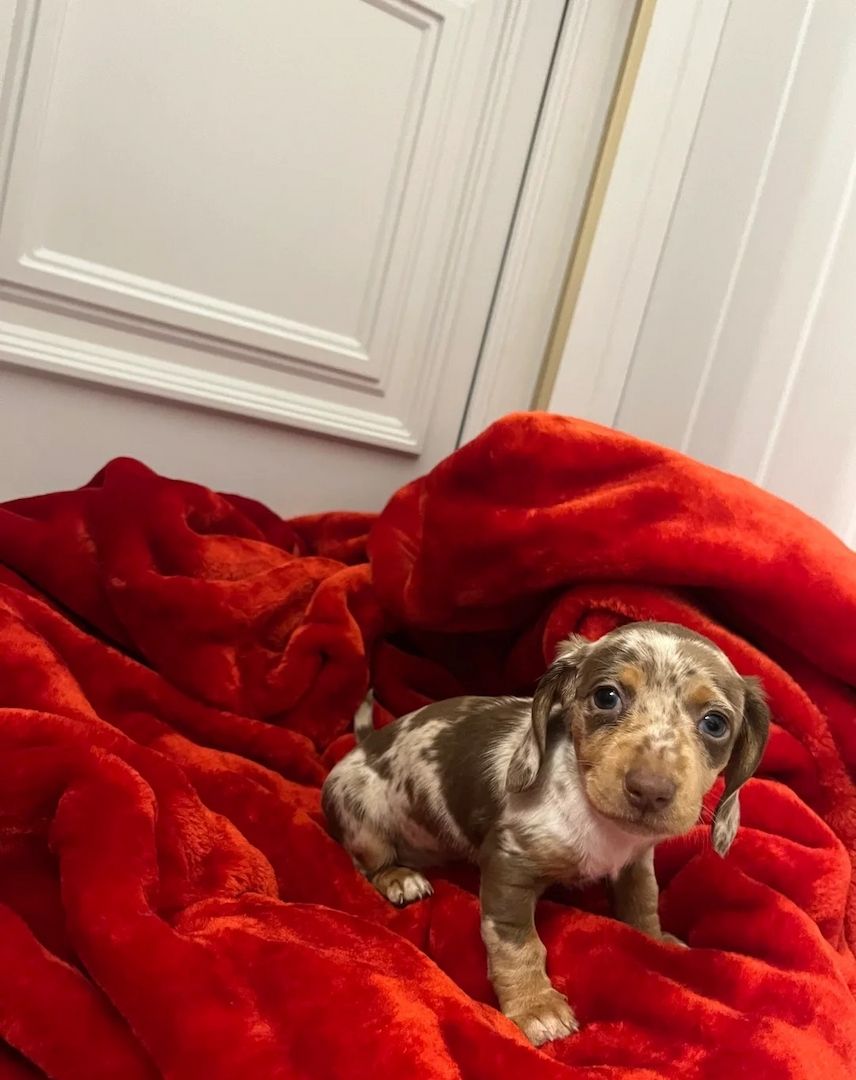 Wunderschöne Dackel abzugeben 