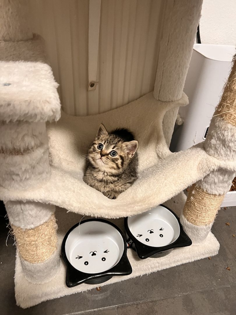 BKH Kitten