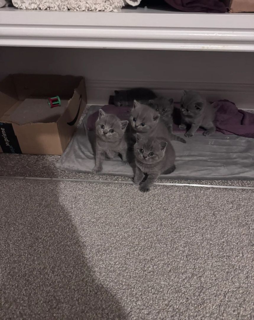 Britisch Kurzhaar BHK Kitten mit Stammbaum sehr typvoll  WhatsApp : 015124342159