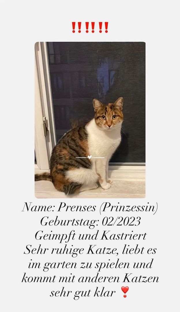 Die Katze wird kostenlos adoptiert.