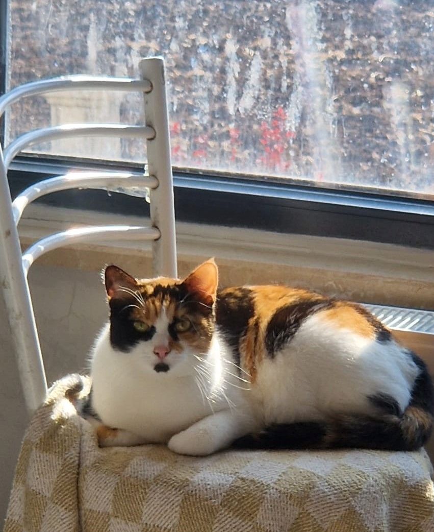 Die Katze wird kostenlos adoptiert.