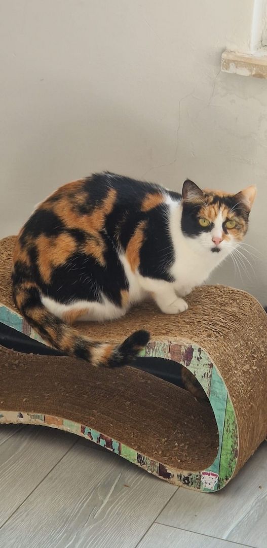 Die Katze wird kostenlos adoptiert.