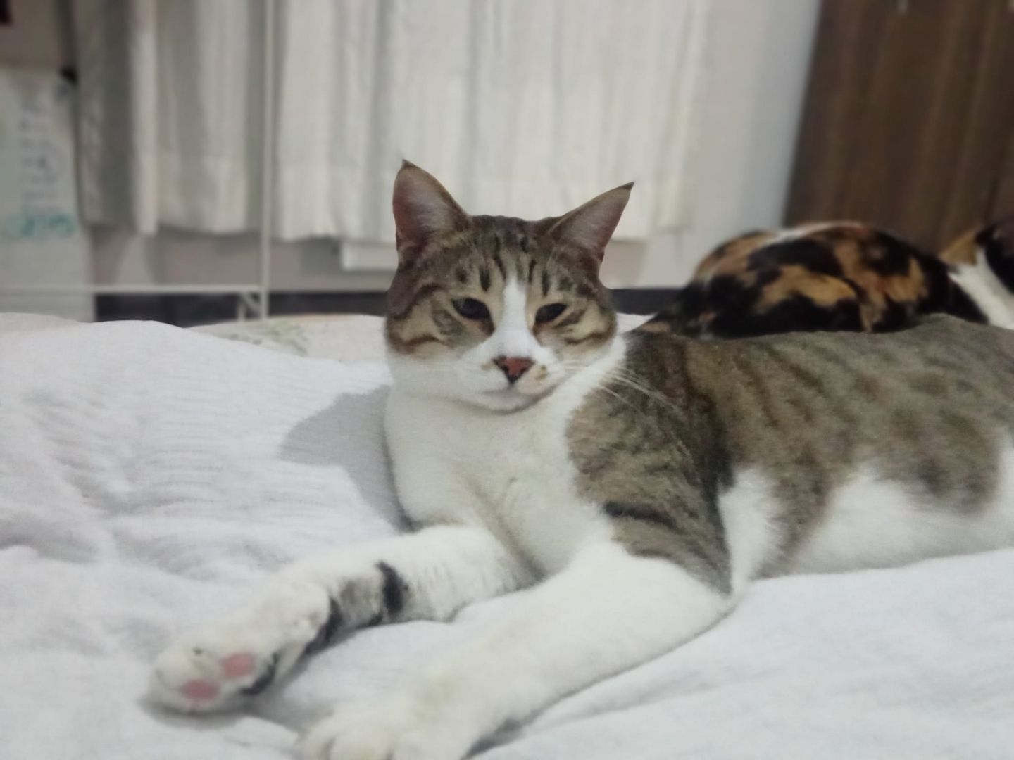 Die Katze wird kostenlos adoptiert.