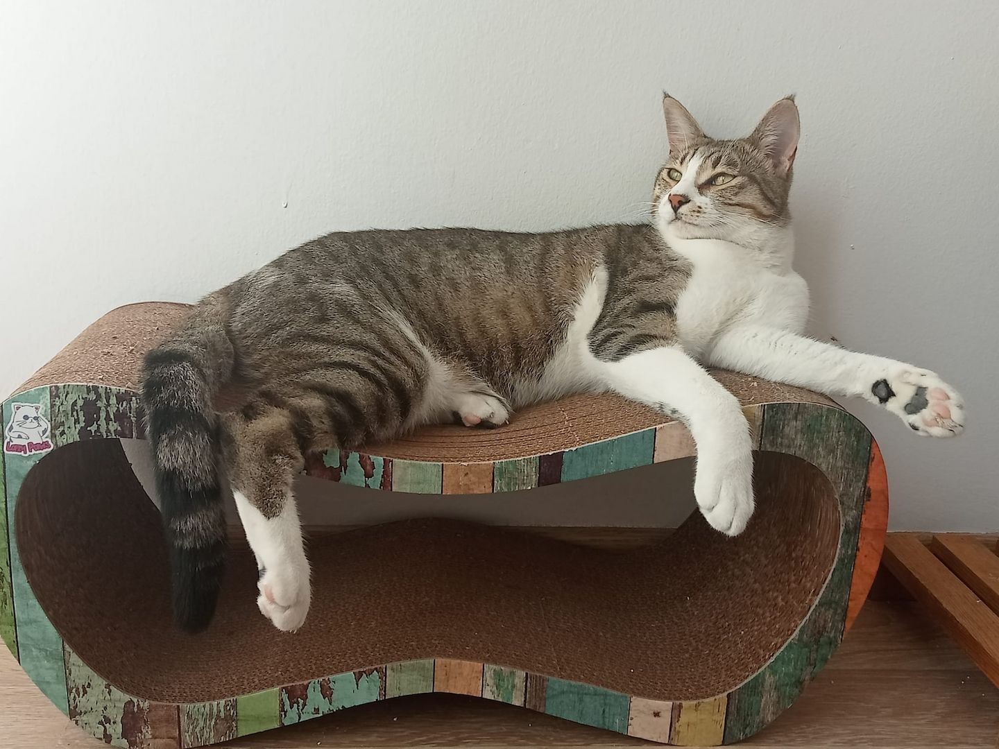 Die Katze wird kostenlos adoptiert.