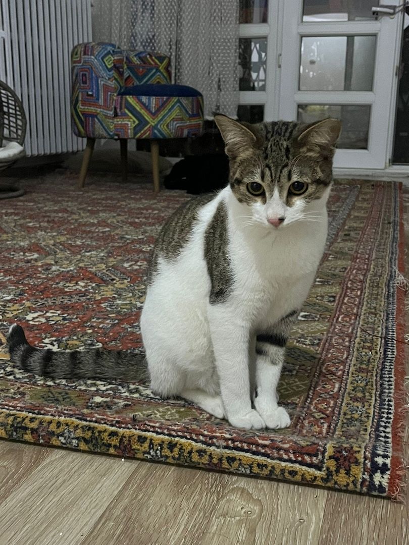 Die Katze wird kostenlos adoptiert.