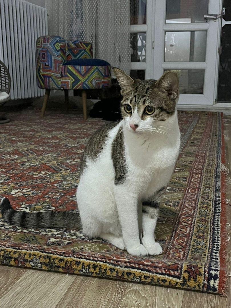 Die Katze wird kostenlos adoptiert.