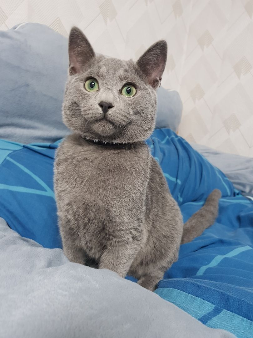 Reinrassiges Russisch Blau Kitten