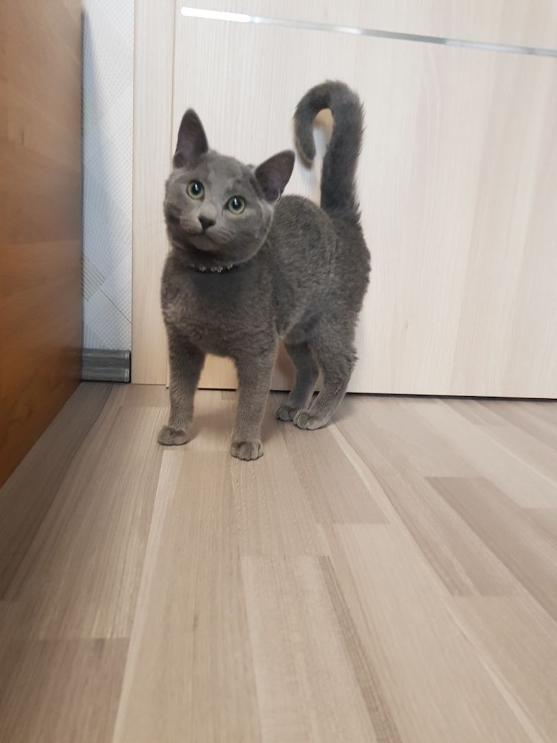 Reinrassiges Russisch Blau Kitten