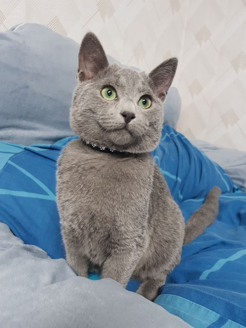 Reinrassiges Russisch Blau Kitten