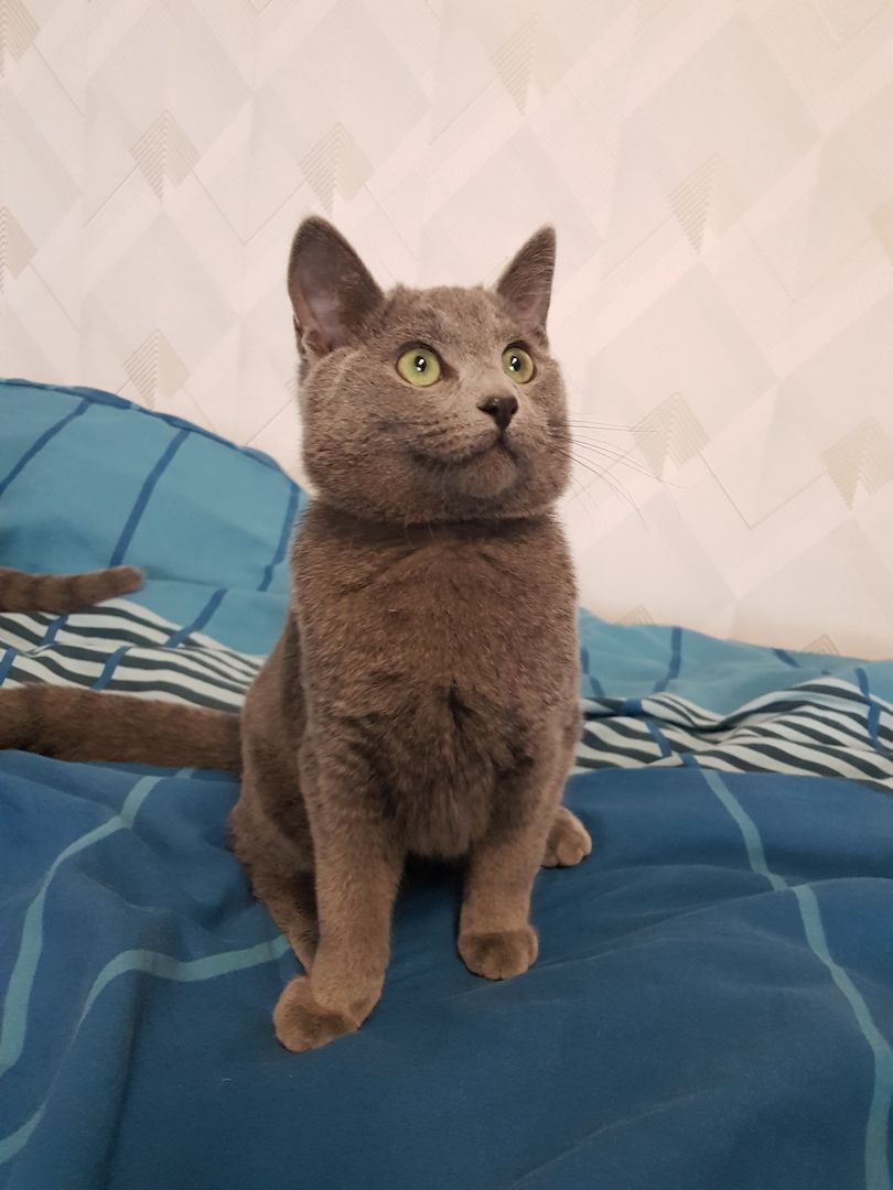 Reinrassiges Russisch Blau Kitten