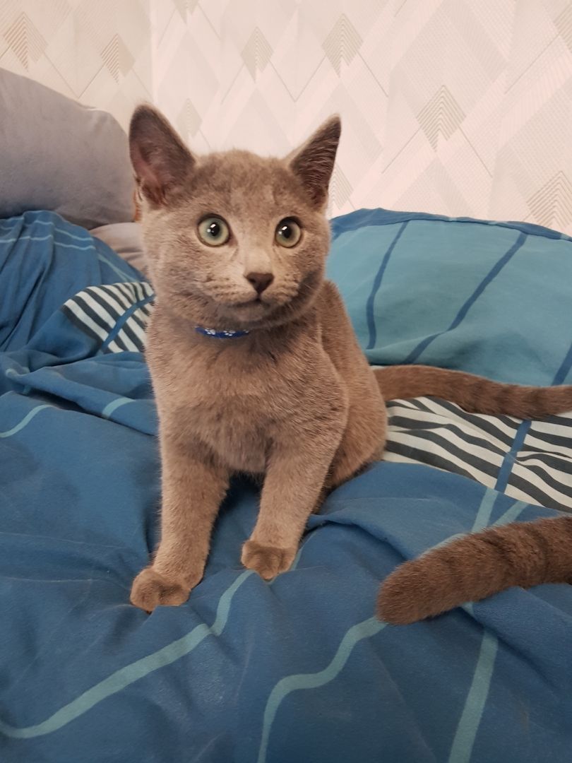 Reinrassige Russisch Blau Kitten
