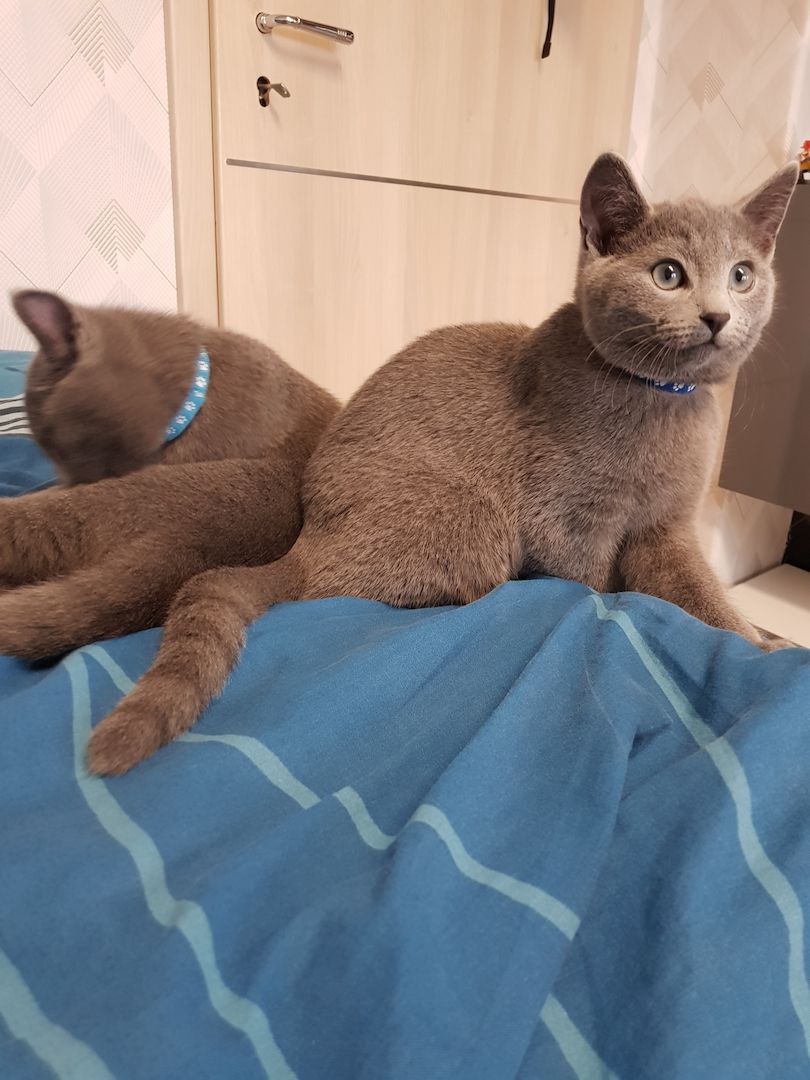 Reinrassige Russisch Blau Kitten
