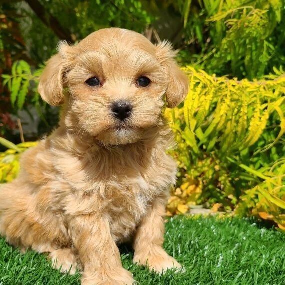 Maltipoo-Welpen zur Adoption