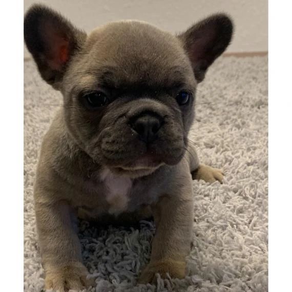 Französische Bulldoggenwelpen zur Adoption