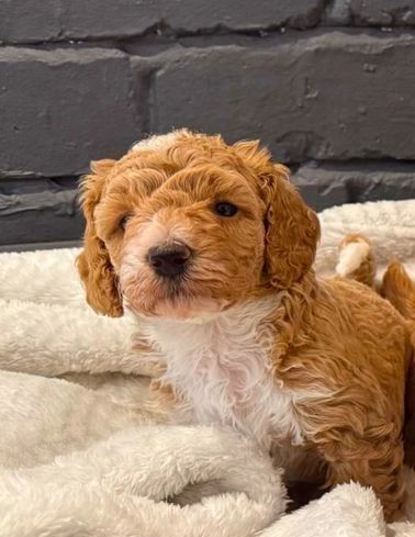 Maltipoo-Welpen zur Adoption