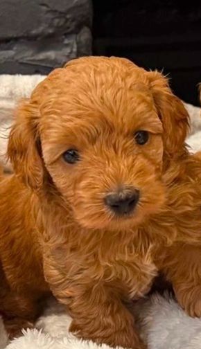 Maltipoo-Welpen zur Adoption