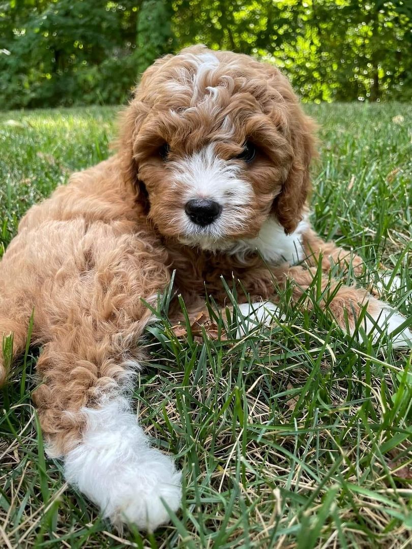 Cavapoo-Welpen zur Adoption