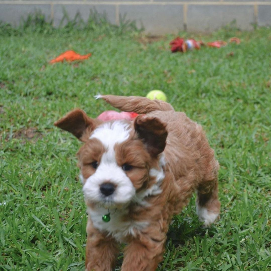 Cavapoo-Welpen zur Adoption
