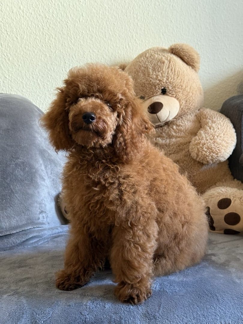 Wunderschöner Toypudel Welpe zu verkaufen 🐩 — Rüde, 5 Monate alt