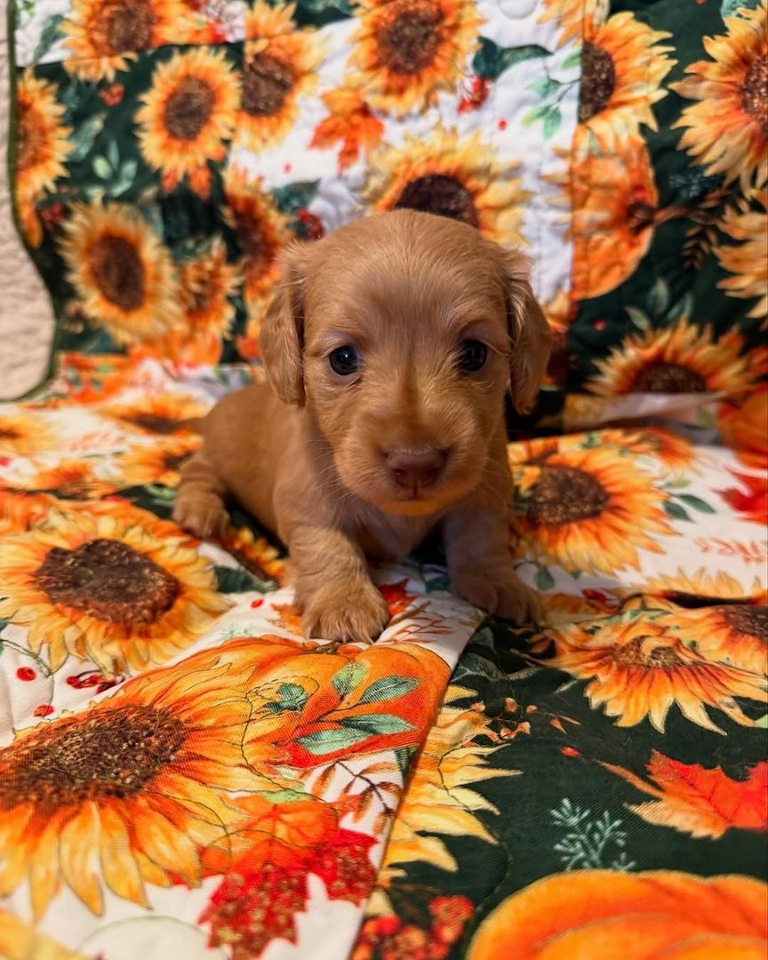 Dackelwelpe zur Adoption