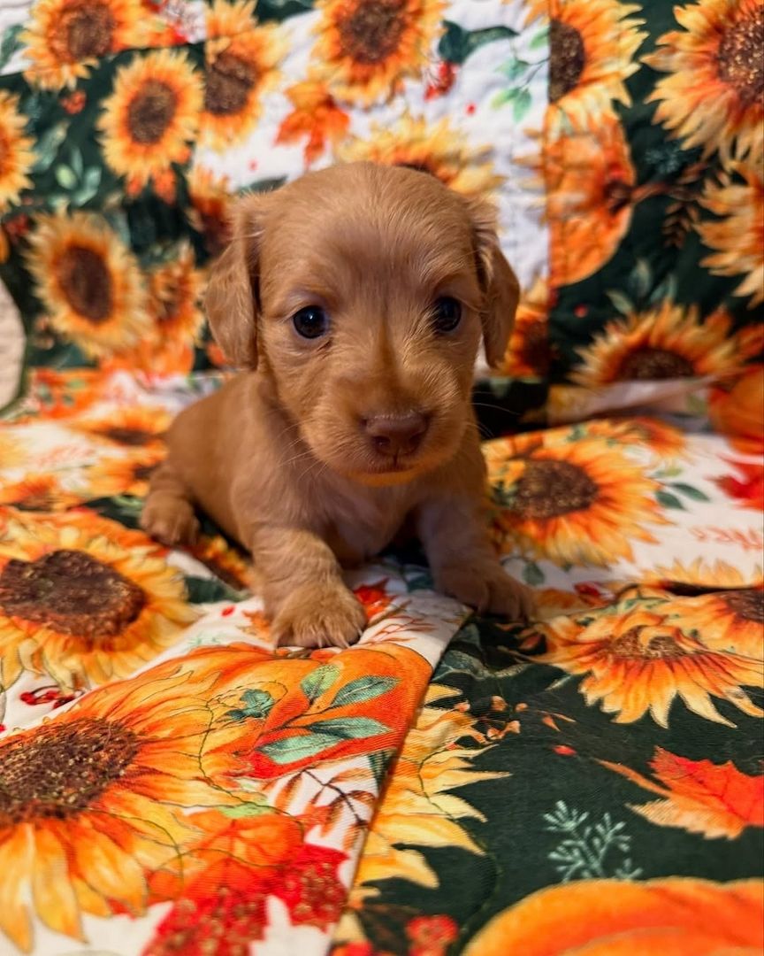 Dackelwelpe zur Adoption