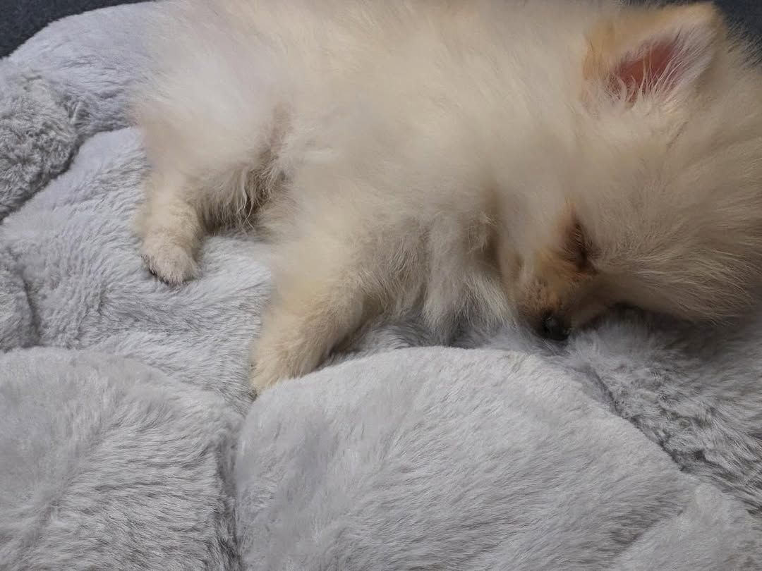 Pomeranian-Welpe zur Adoption