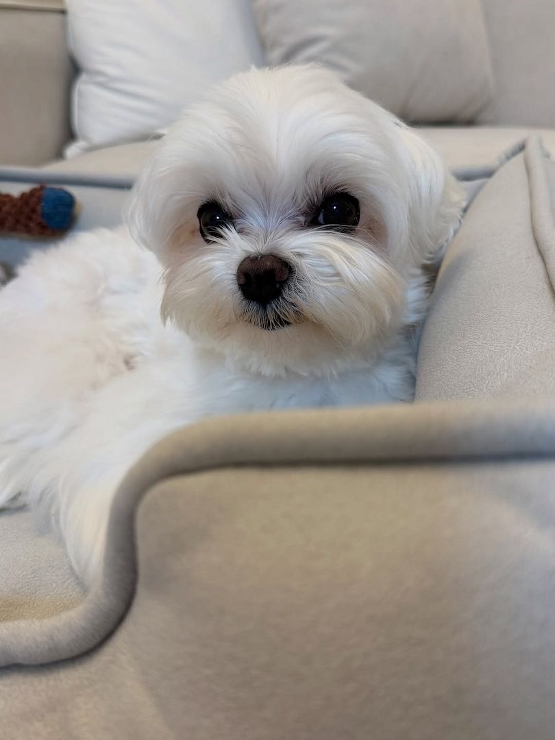 Malteserwelpe zur Adoption