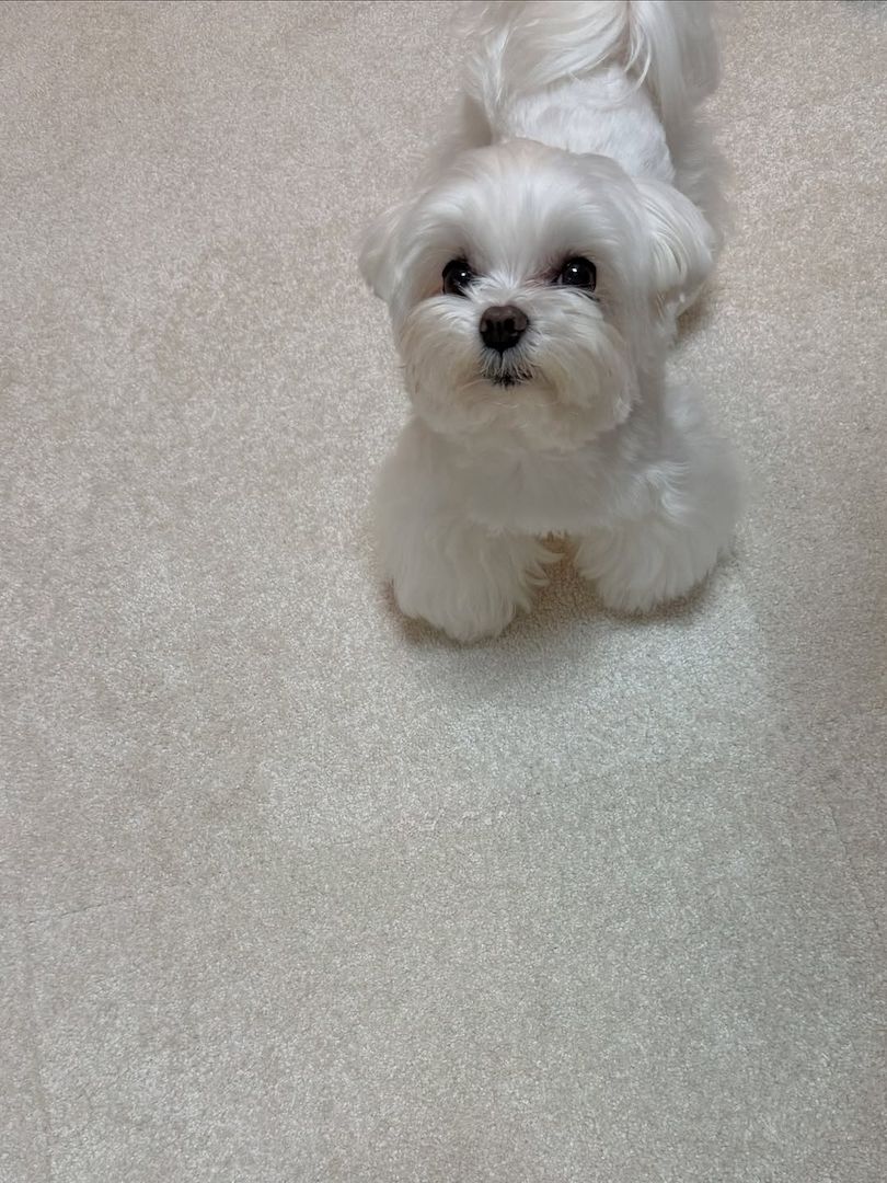 Malteserwelpe zur Adoption