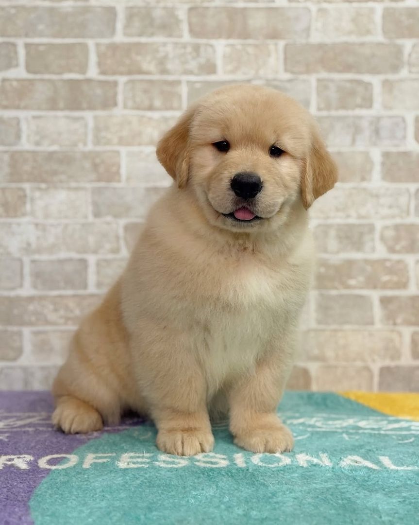 Golden-Retriever-Welpe zur Adoption