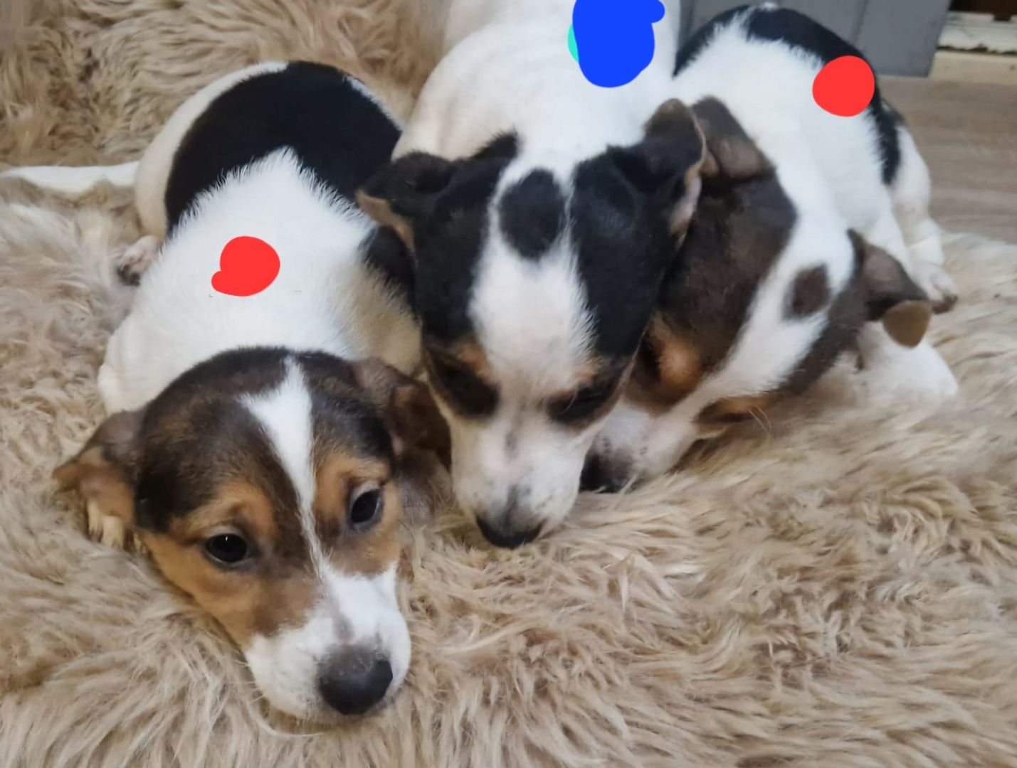Süße knuddelige niedliche Jack Russell Terrier Welpen suchen neues liebevolles Zuhause
