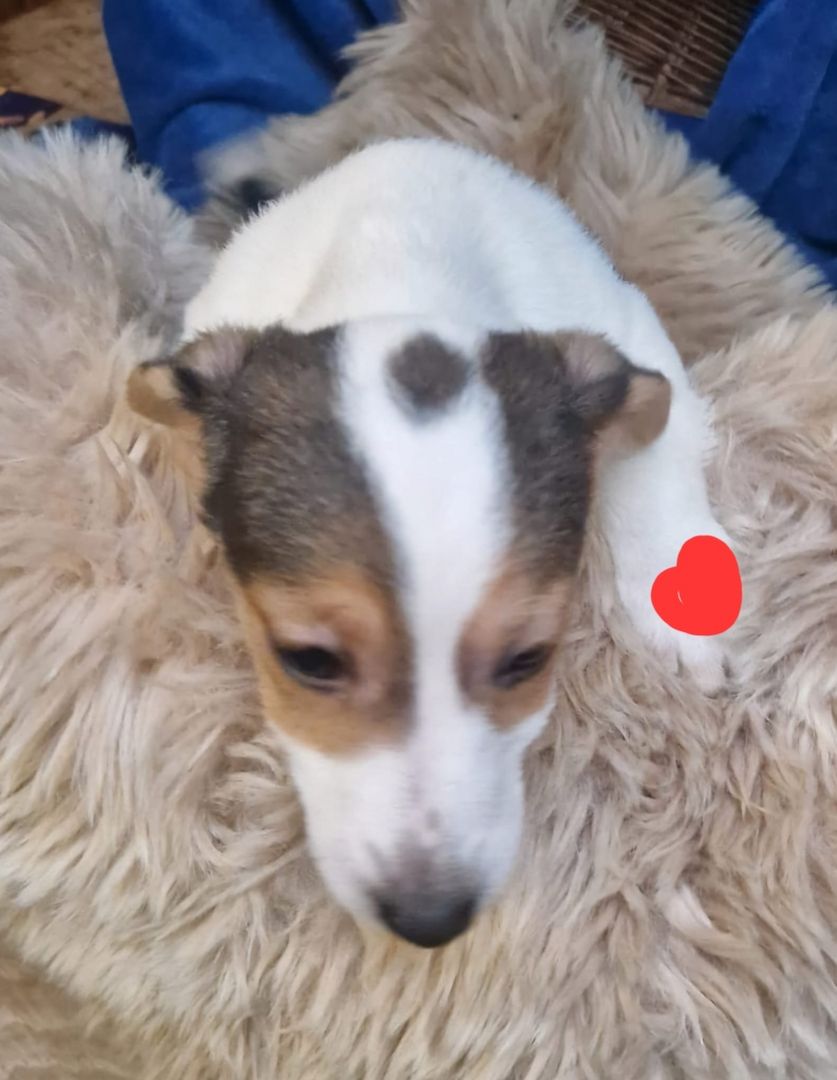 Süße knuddelige niedliche Jack Russell Terrier Welpen suchen neues liebevolles Zuhause