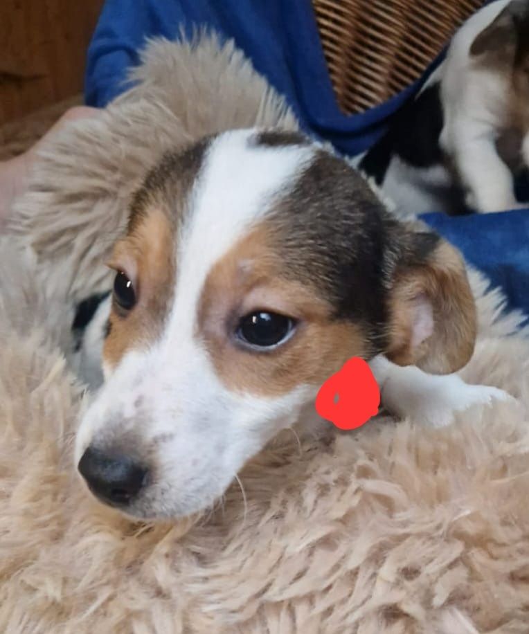 Süße knuddelige niedliche Jack Russell Terrier Welpen suchen neues liebevolles Zuhause