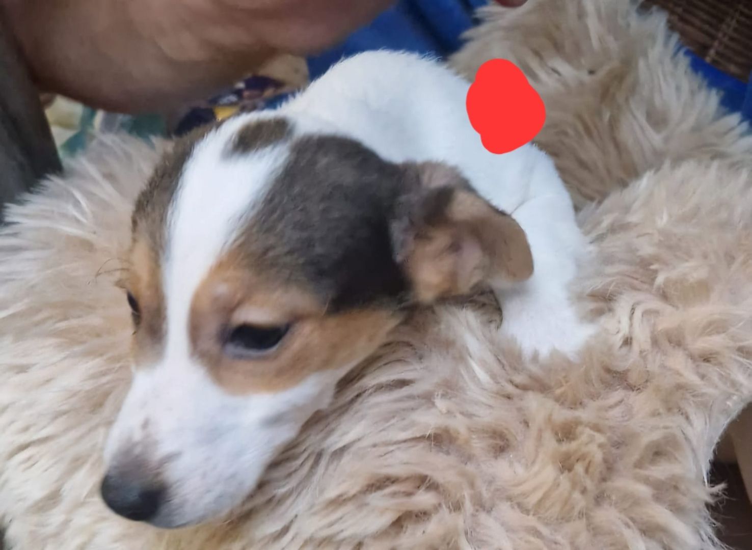 Süße knuddelige niedliche Jack Russell Terrier Welpen suchen neues liebevolles Zuhause