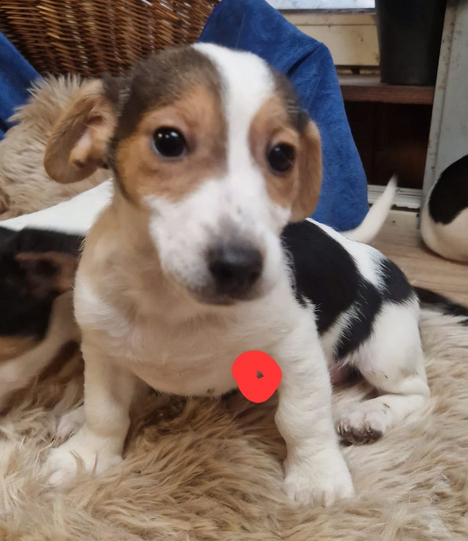 Süße knuddelige niedliche Jack Russell Terrier Welpen suchen neues liebevolles Zuhause