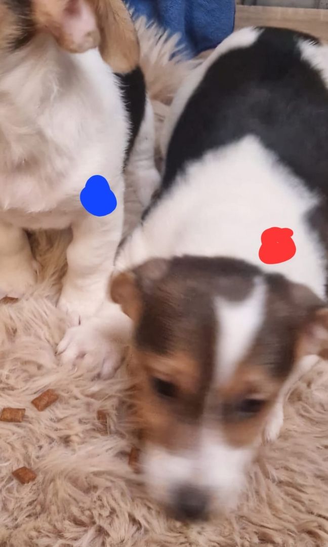 Süße knuddelige niedliche Jack Russell Terrier Welpen suchen neues liebevolles Zuhause