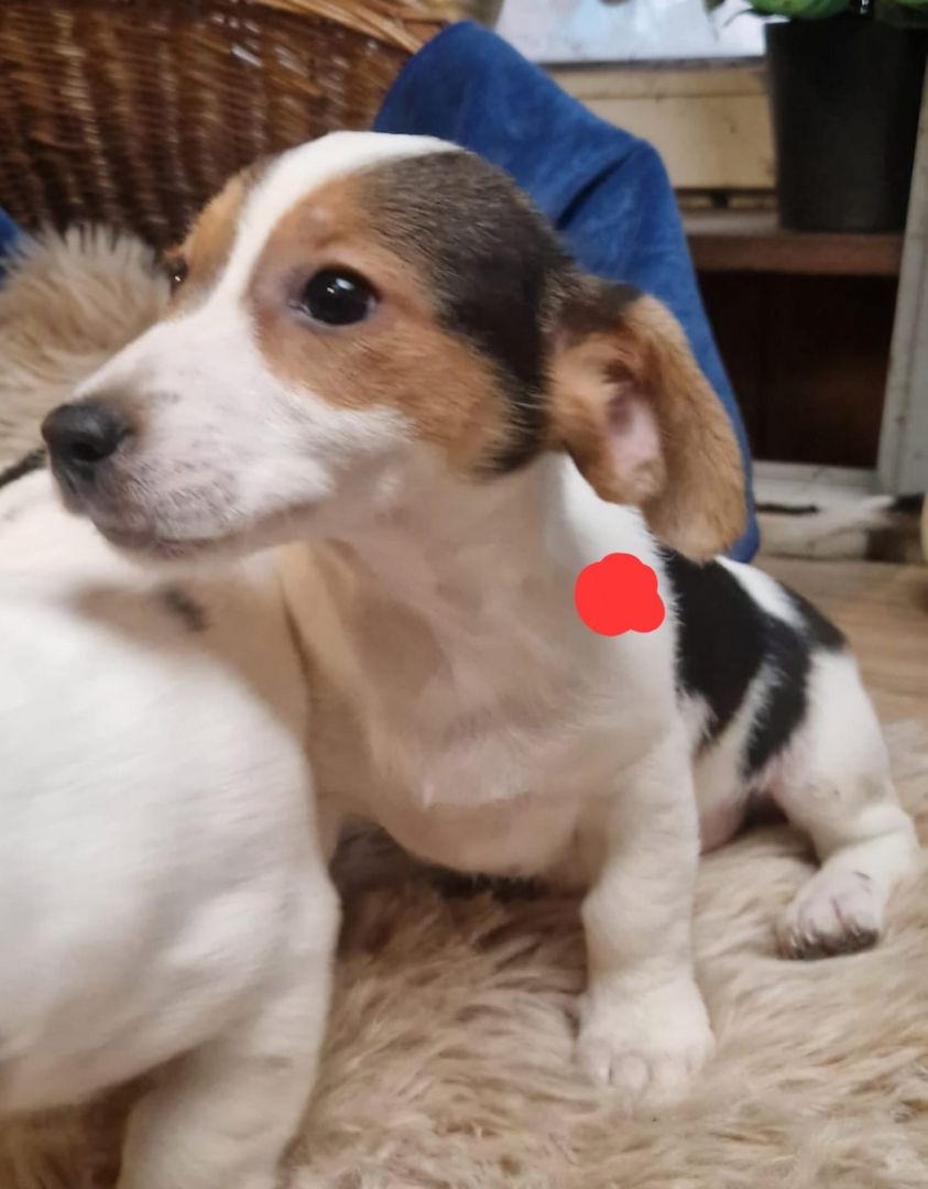 Süße knuddelige niedliche Jack Russell Terrier Welpen suchen neues liebevolles Zuhause