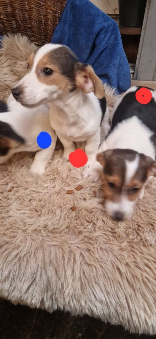 Süße knuddelige niedliche Jack Russell Terrier Welpen suchen neues liebevolles Zuhause