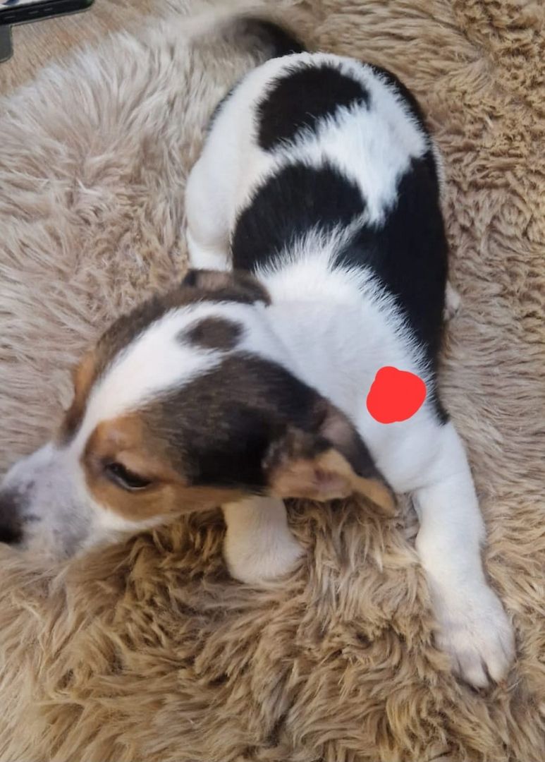 Süße knuddelige niedliche Jack Russell Terrier Welpen suchen neues liebevolles Zuhause