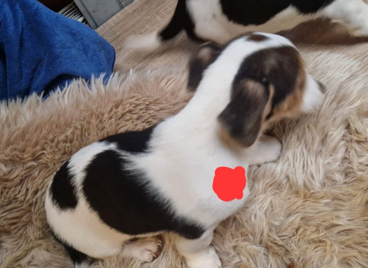 Süße knuddelige niedliche Jack Russell Terrier Welpen suchen neues liebevolles Zuhause