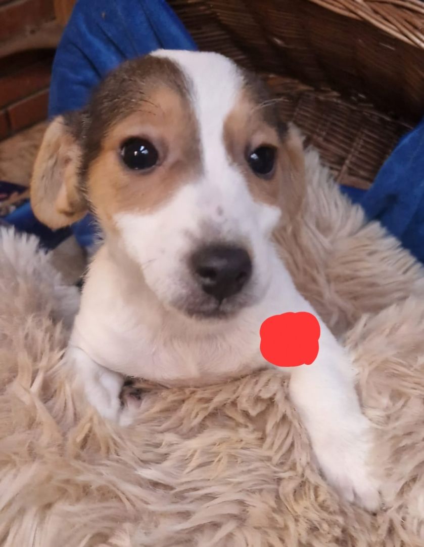 Süße knuddelige niedliche Jack Russell Terrier Welpen suchen neues liebevolles Zuhause